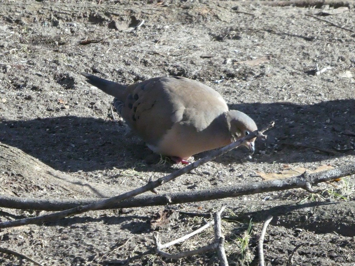 Mourning Dove - ML646449711