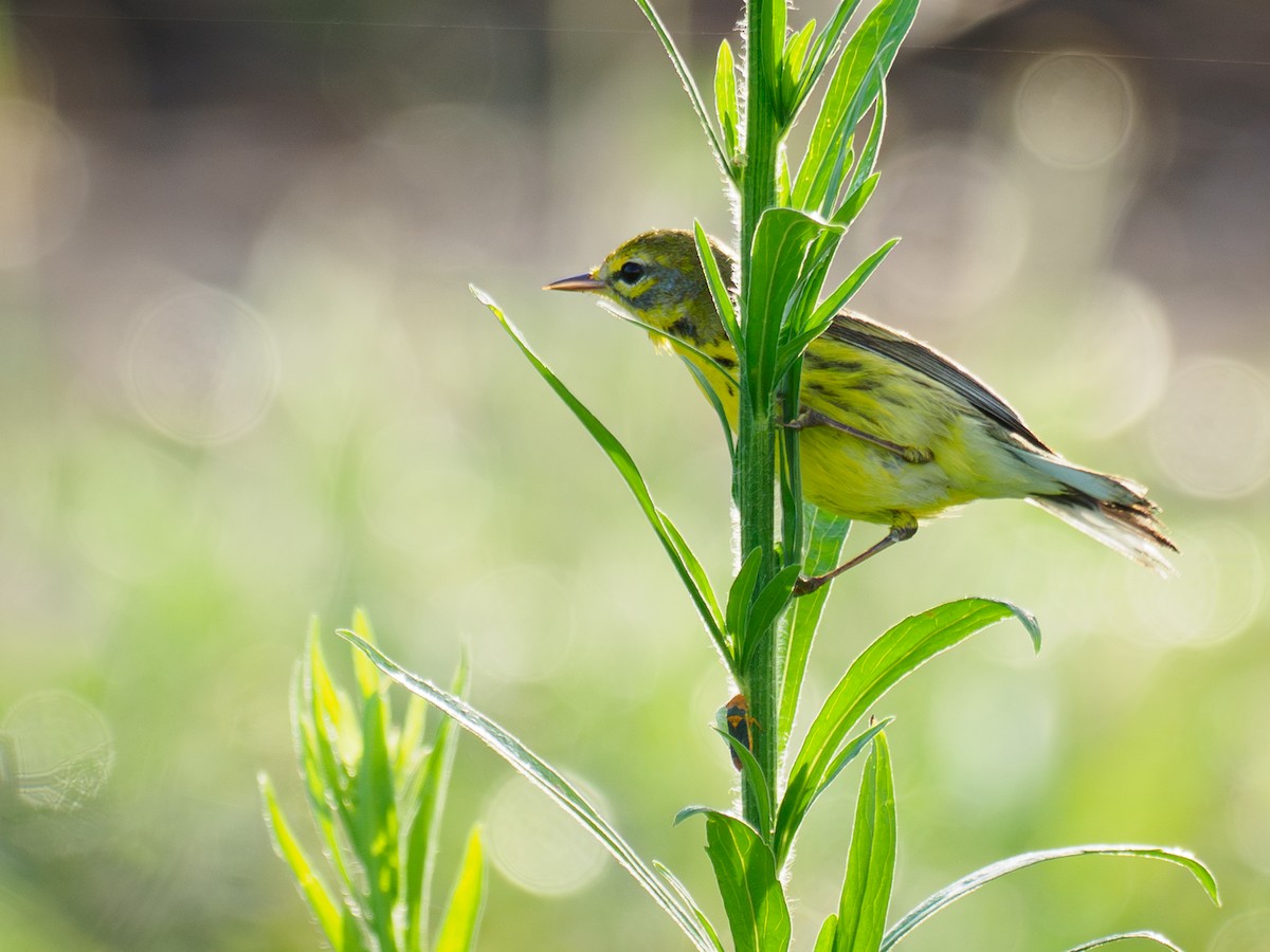 Prairie Warbler - ML646449712