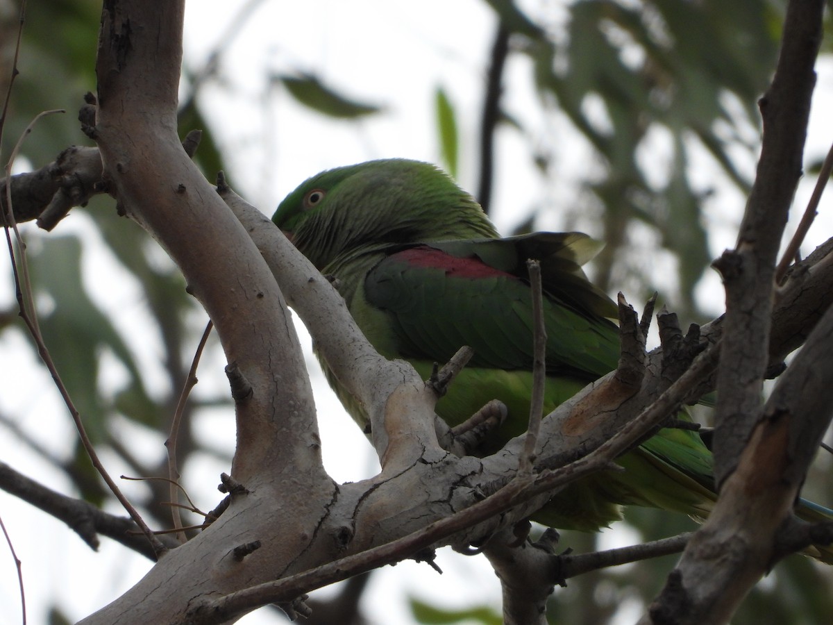 Alexandrine Parakeet - ML646449713