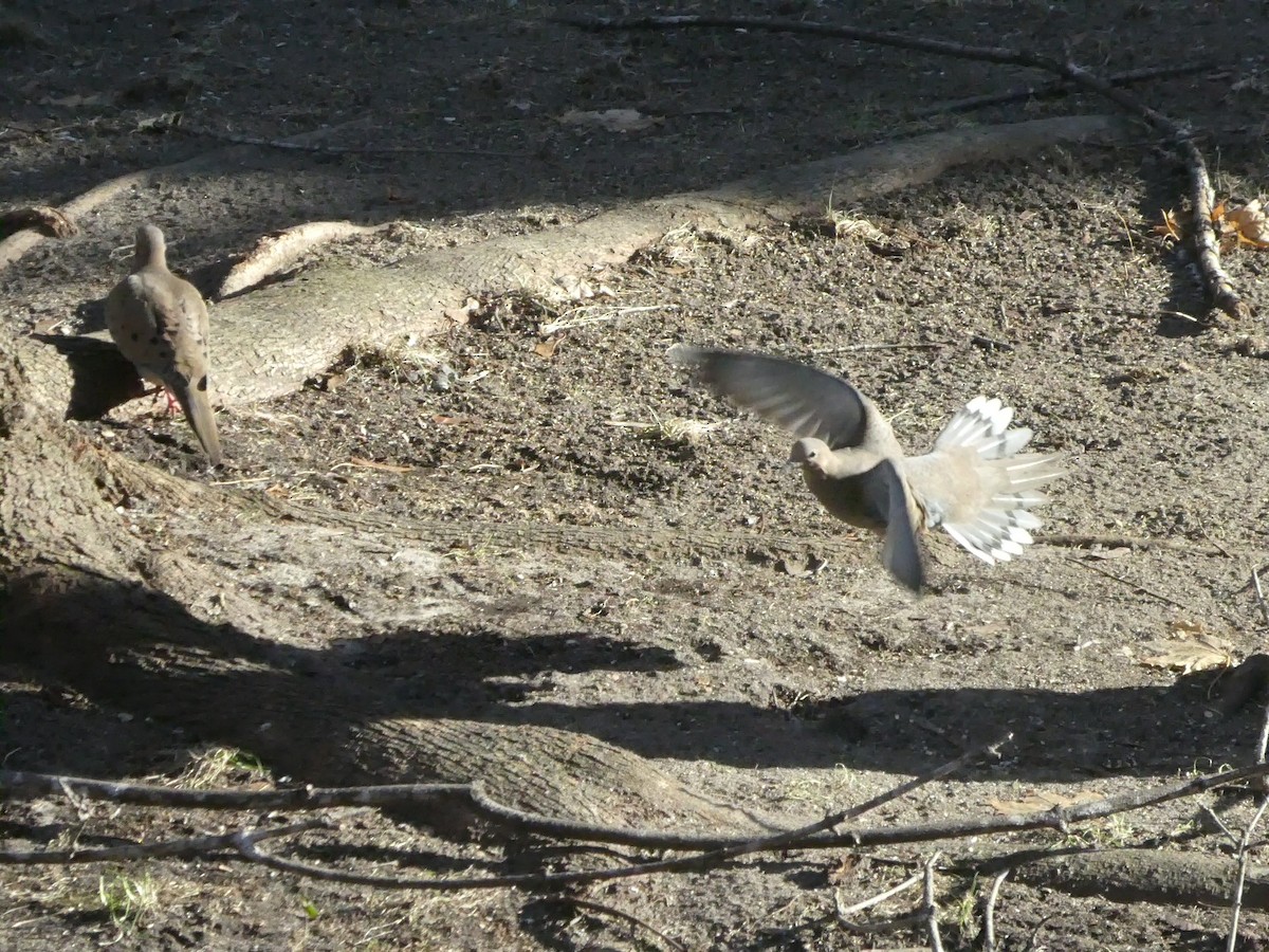 Mourning Dove - ML646449714