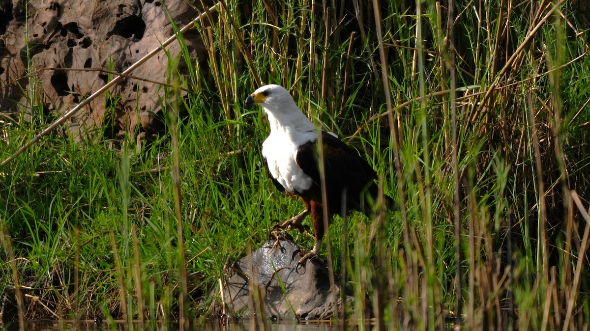 African Fish-Eagle - ML646449716