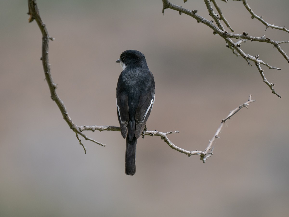 Fiscal Flycatcher - ML646449718