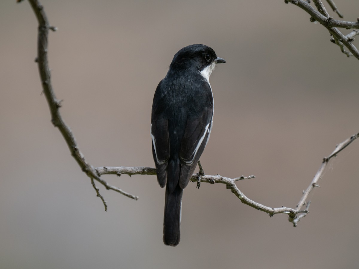 Fiscal Flycatcher - ML646449719