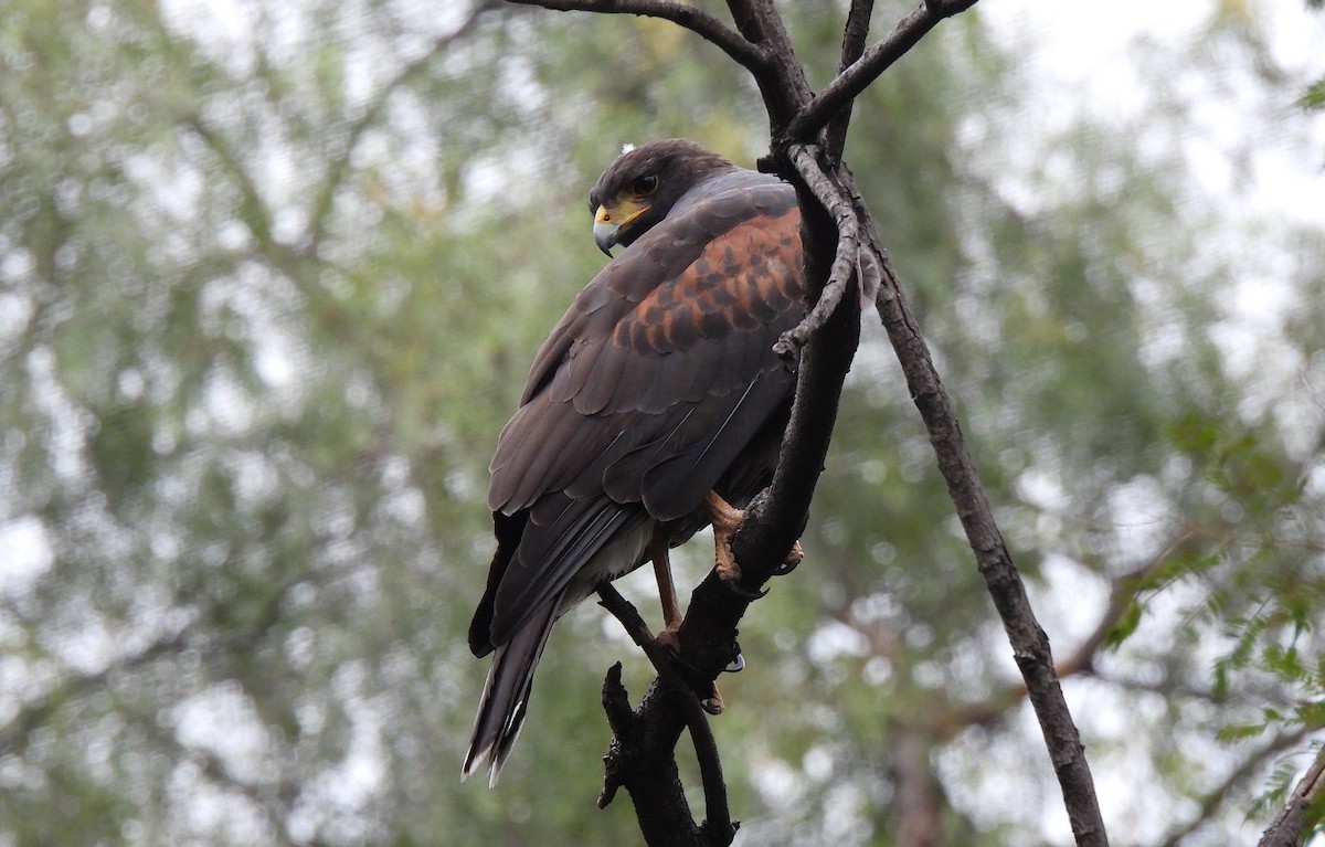 Harris's Hawk - ML646449720