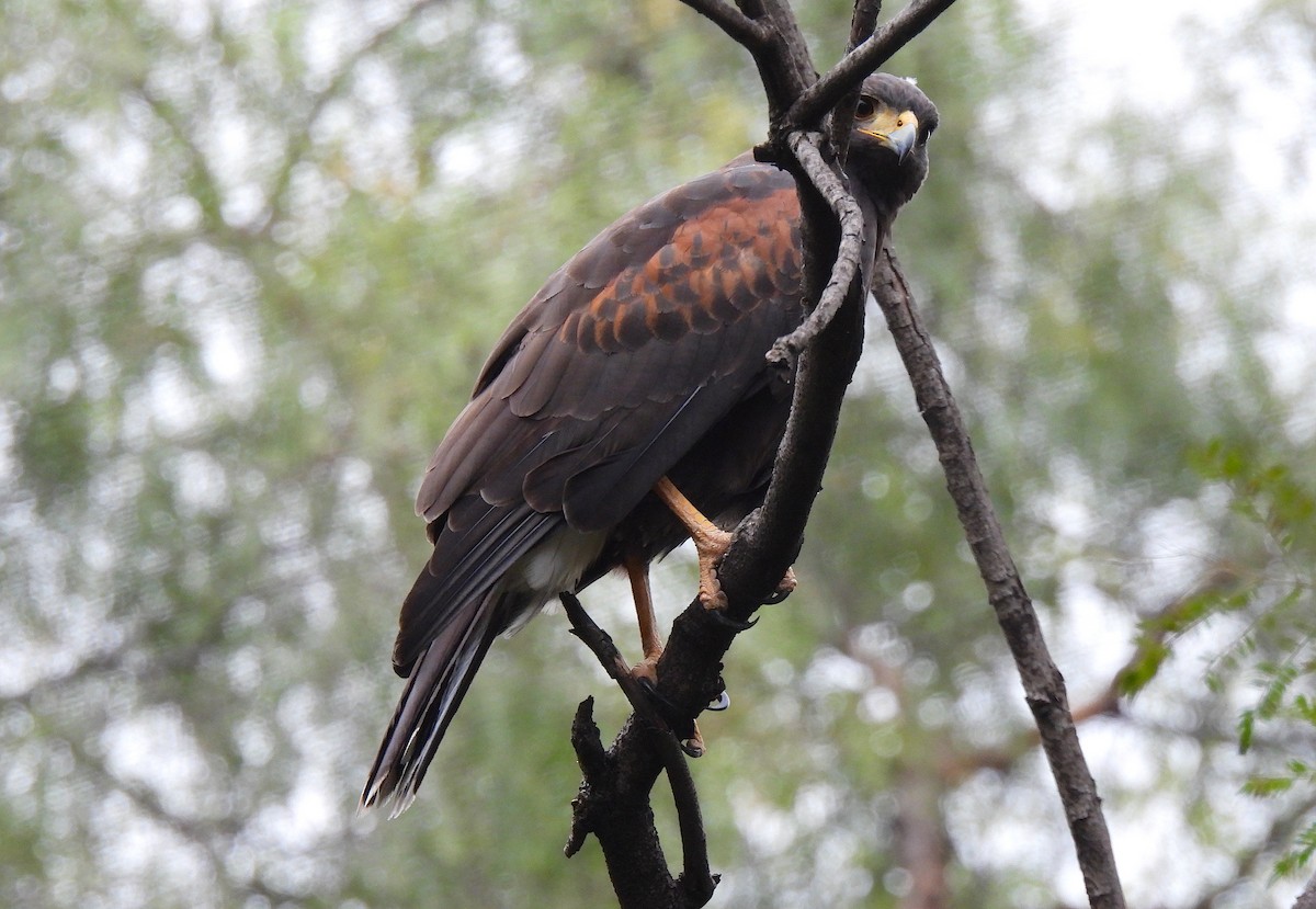 Harris's Hawk - ML646449721