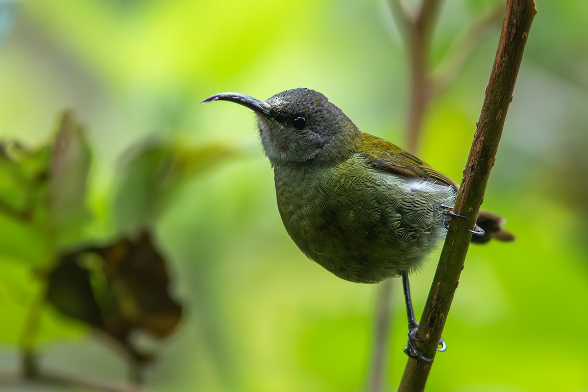 White-flanked Sunbird - ML646449724