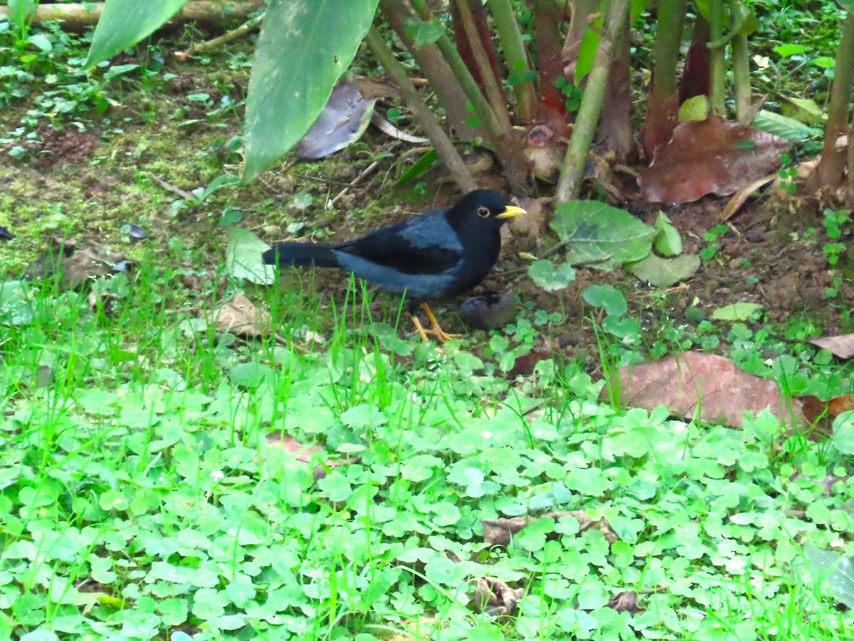 Yellow-legged Thrush - ML646449728