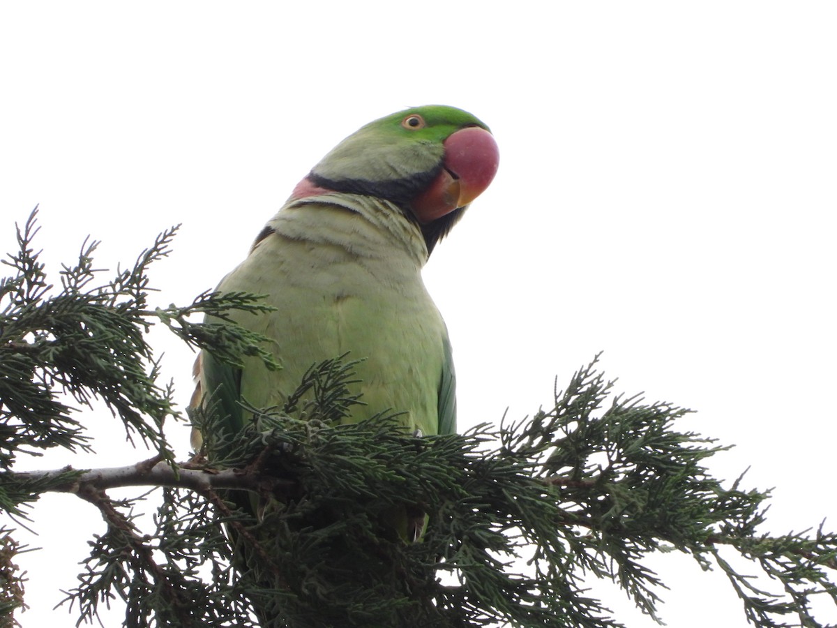 亞歷山大鸚鵡 - ML646449729