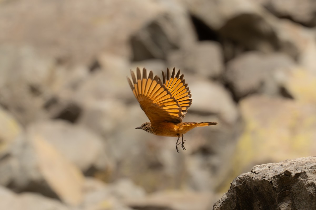 Кіптявник смугастогорлий - ML646449731