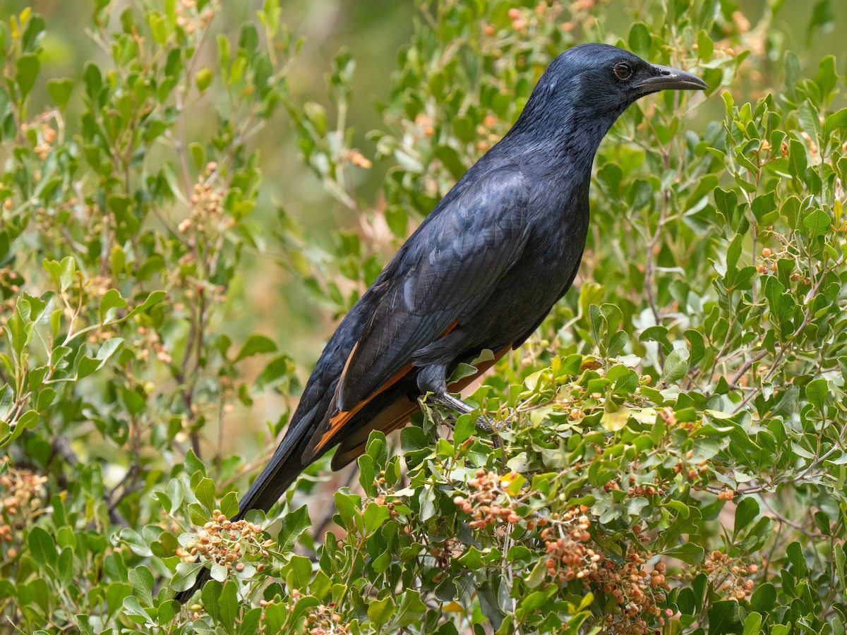 Red-winged Starling - ML646449734