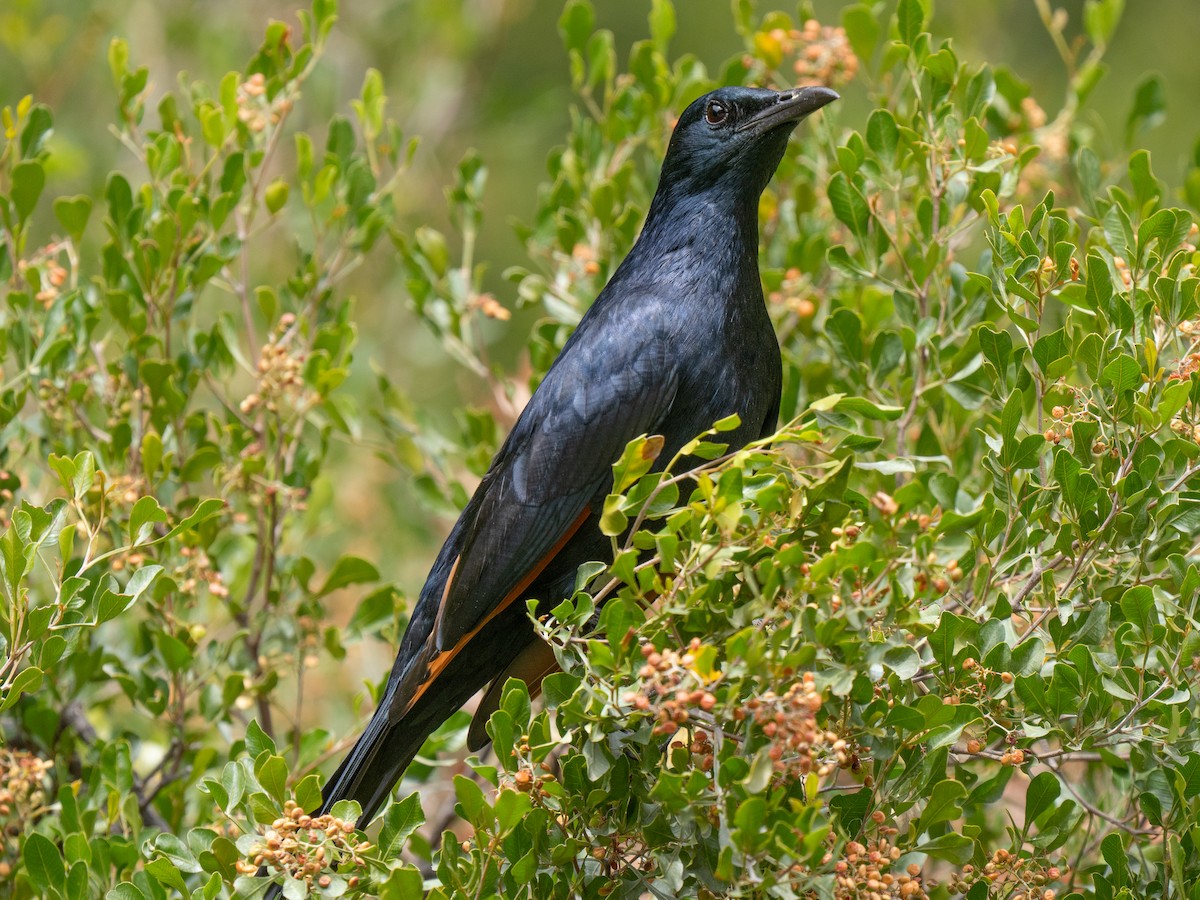 Red-winged Starling - ML646449735