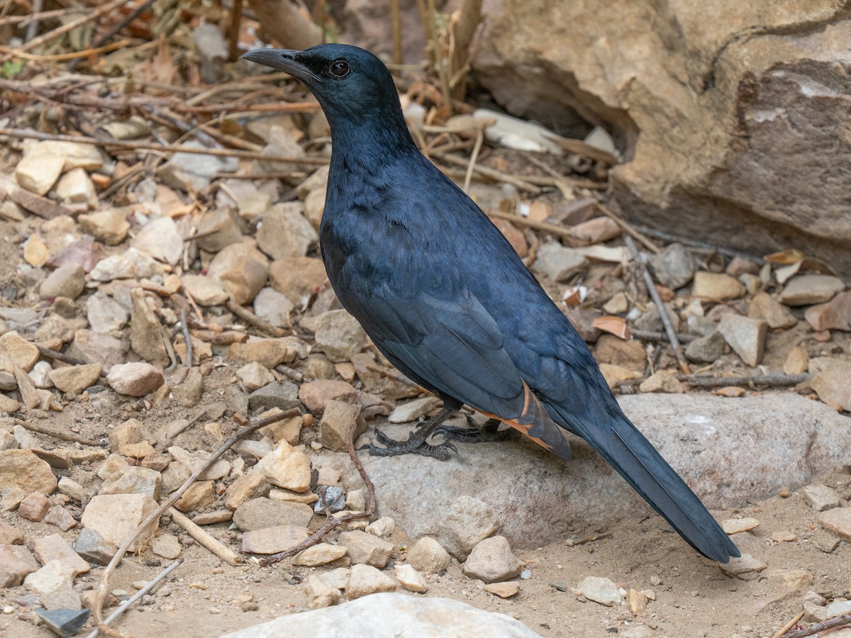 Red-winged Starling - ML646449737