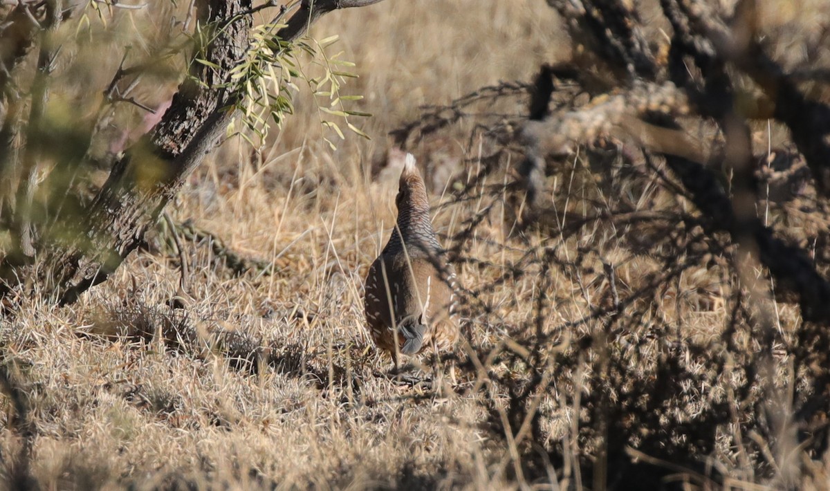 Scaled Quail - ML646449752