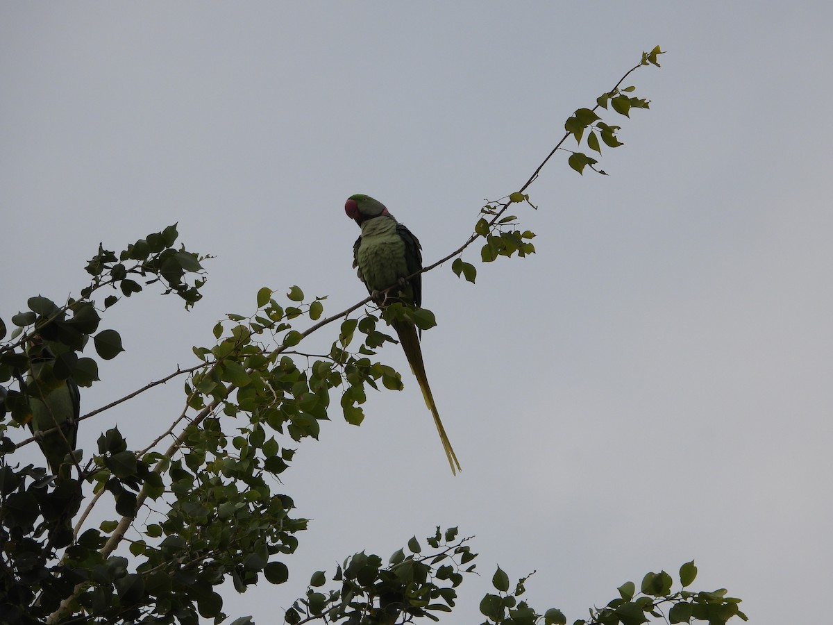 Alexandrine Parakeet - ML646449753