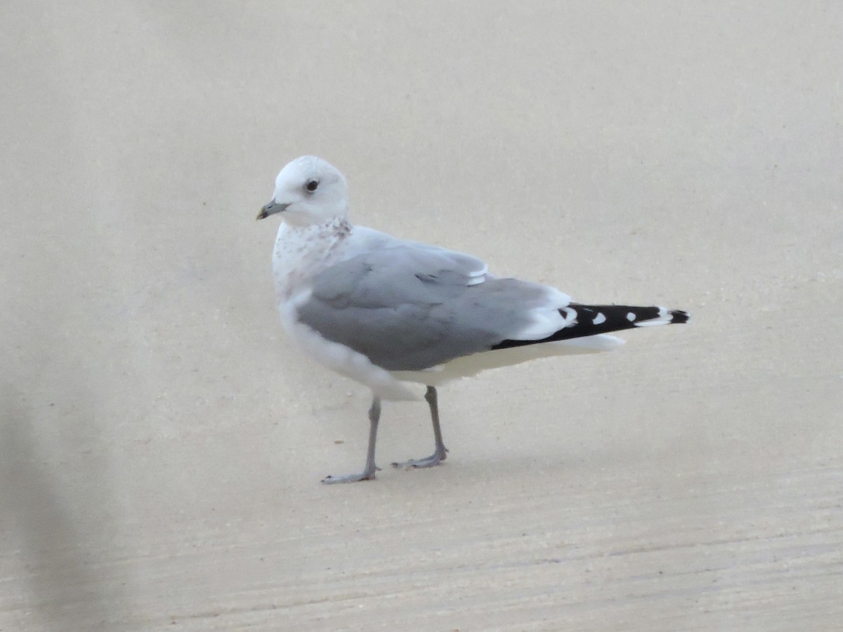 Common Gull - ML646449754
