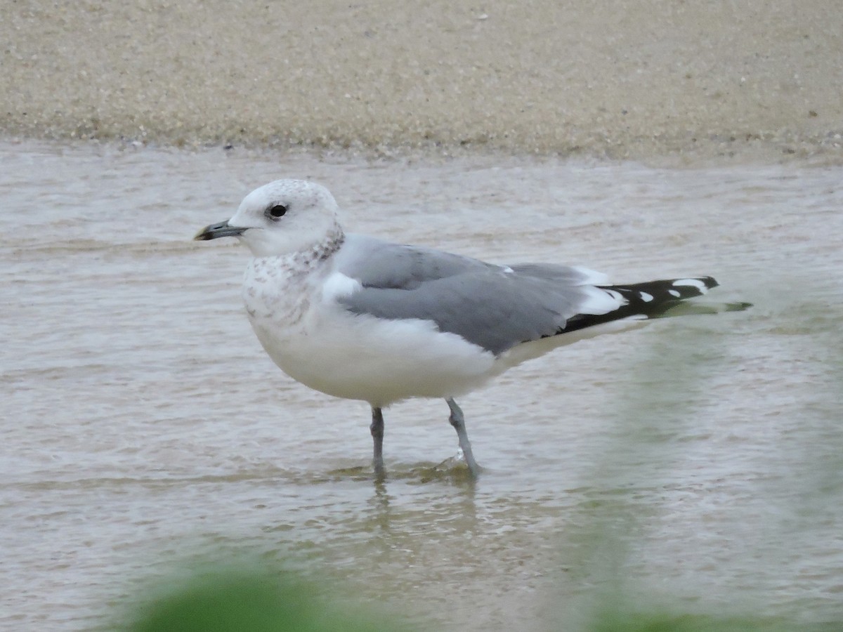 Common Gull - ML646449756