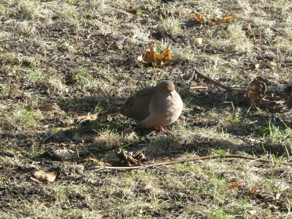 Mourning Dove - ML646449757