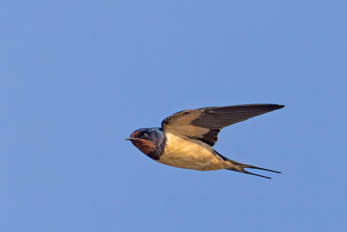 Barn Swallow - ML646449758