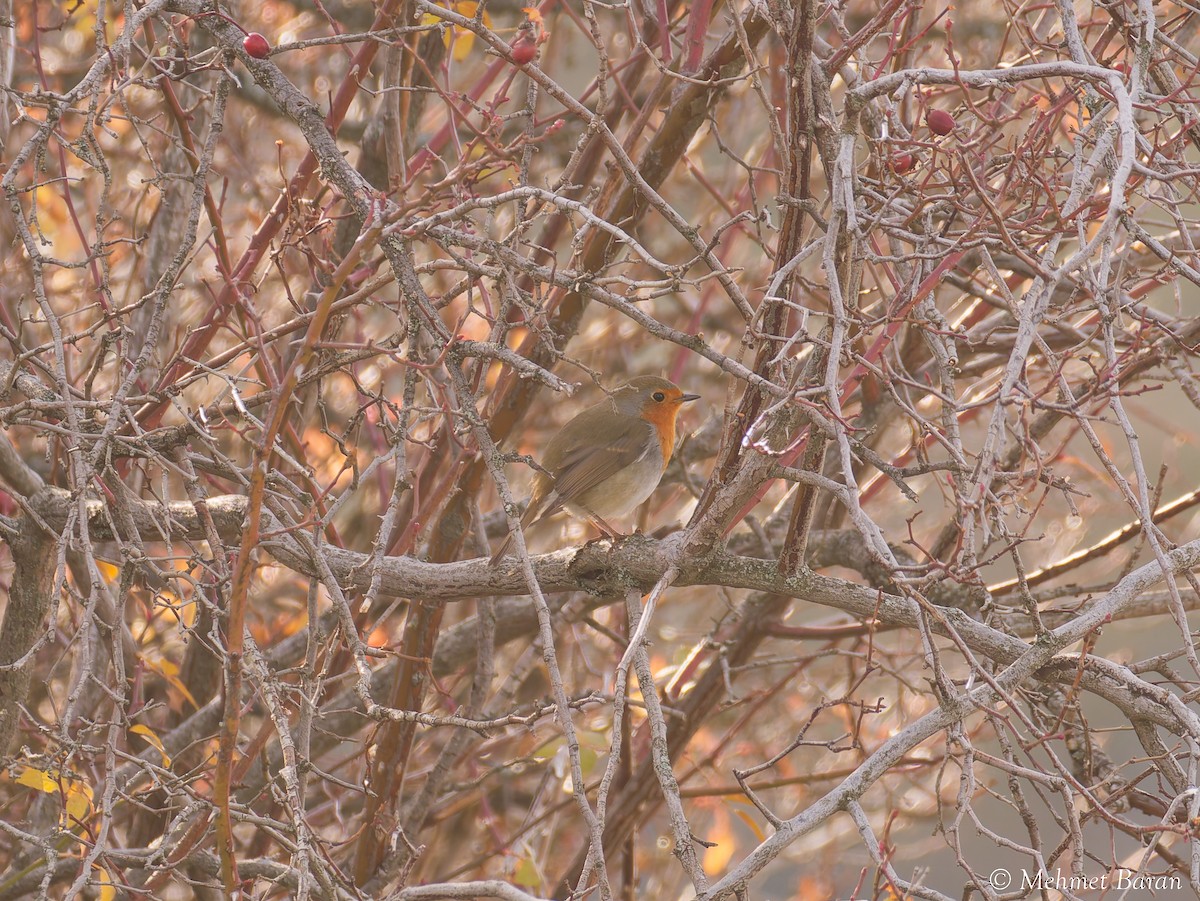 European Robin - ML646449759