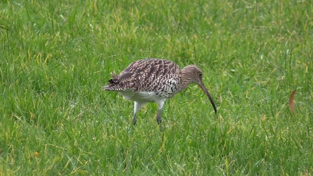 Eurasian Curlew - ML646449761