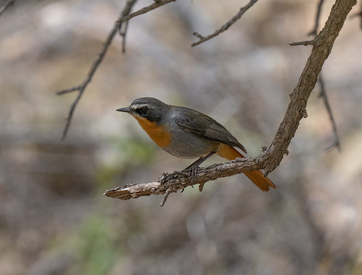 Cape Robin-Chat - ML646449762