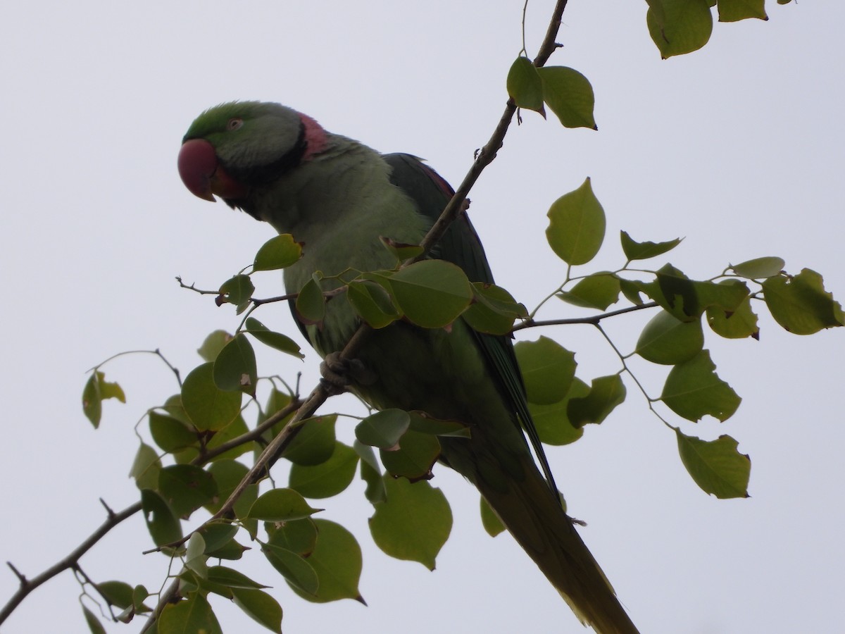 Alexandrine Parakeet - ML646449763