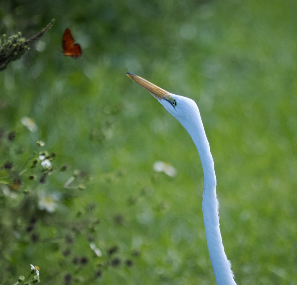 Great Egret - ML646449764
