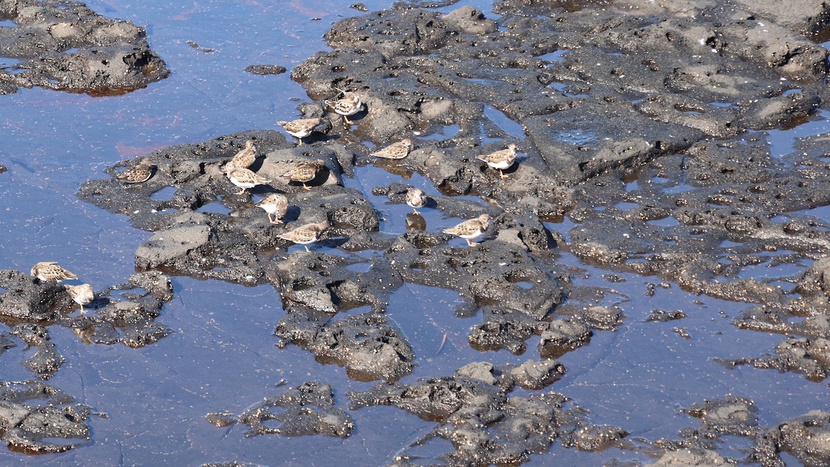 Ruddy Turnstone - ML646449766