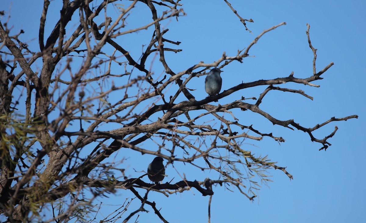 Mountain Bluebird - ML646449767