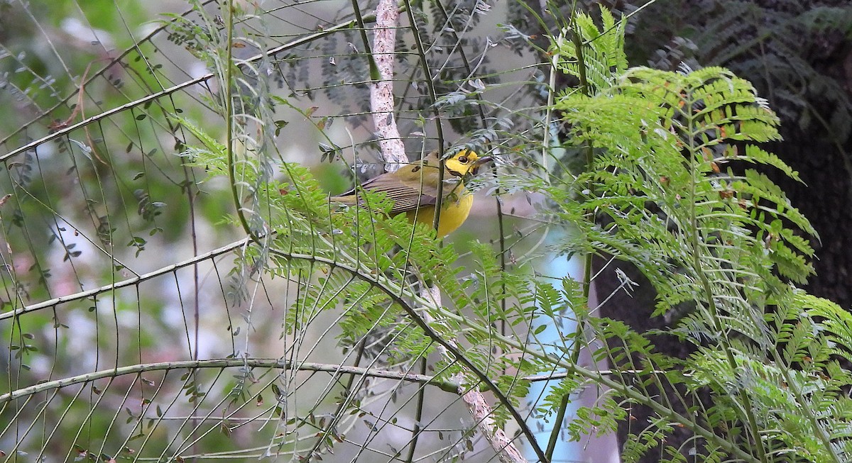 Hooded Warbler - ML646449772