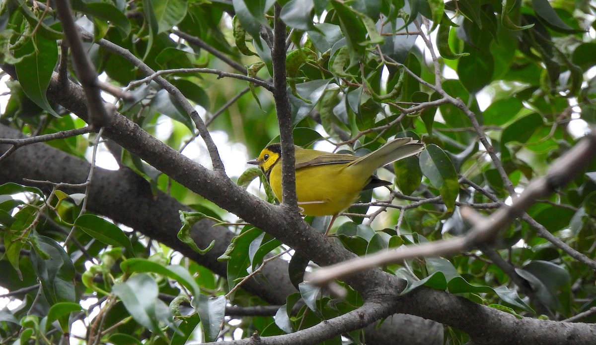 Hooded Warbler - ML646449773