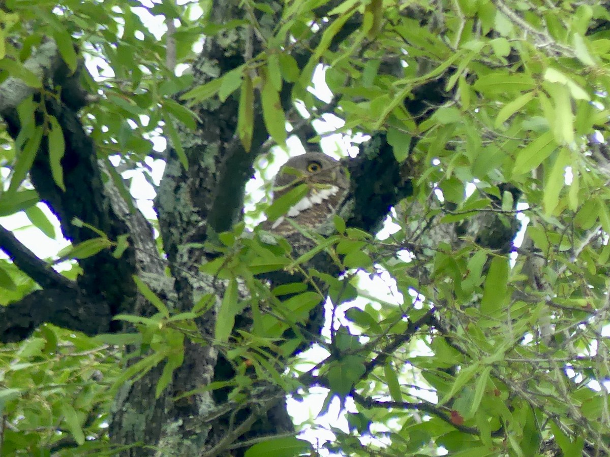 African Barred Owlet - ML646449774