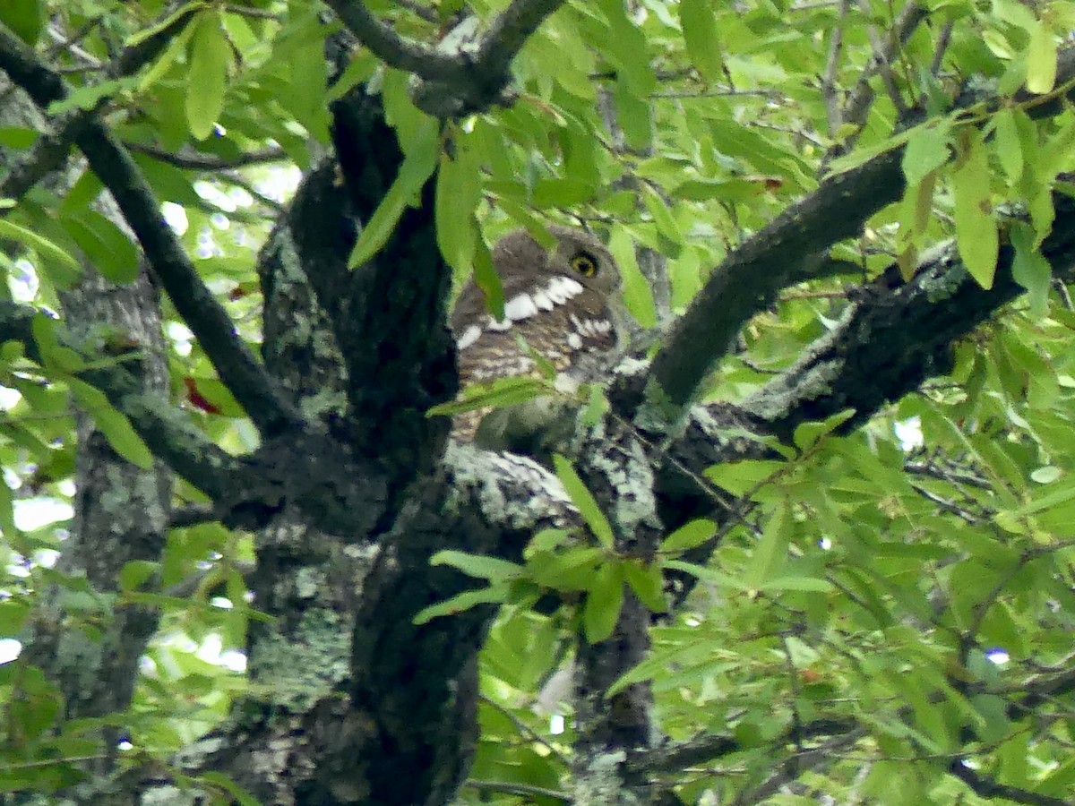 African Barred Owlet - ML646449775