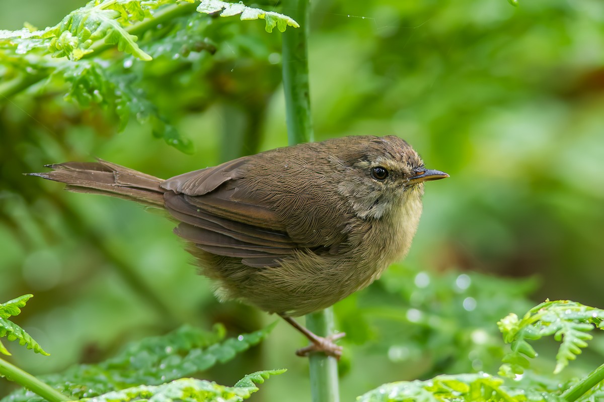 Aberrant Bush Warbler - ML646449776