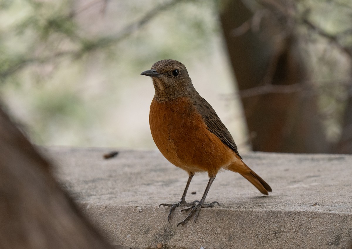 Южноафриканский каменный дрозд - ML646449777