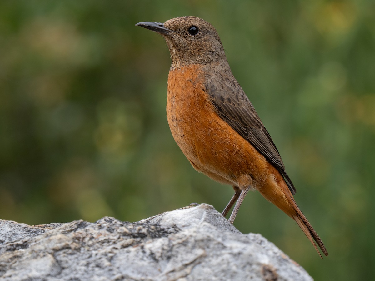 Южноафриканский каменный дрозд - ML646449778