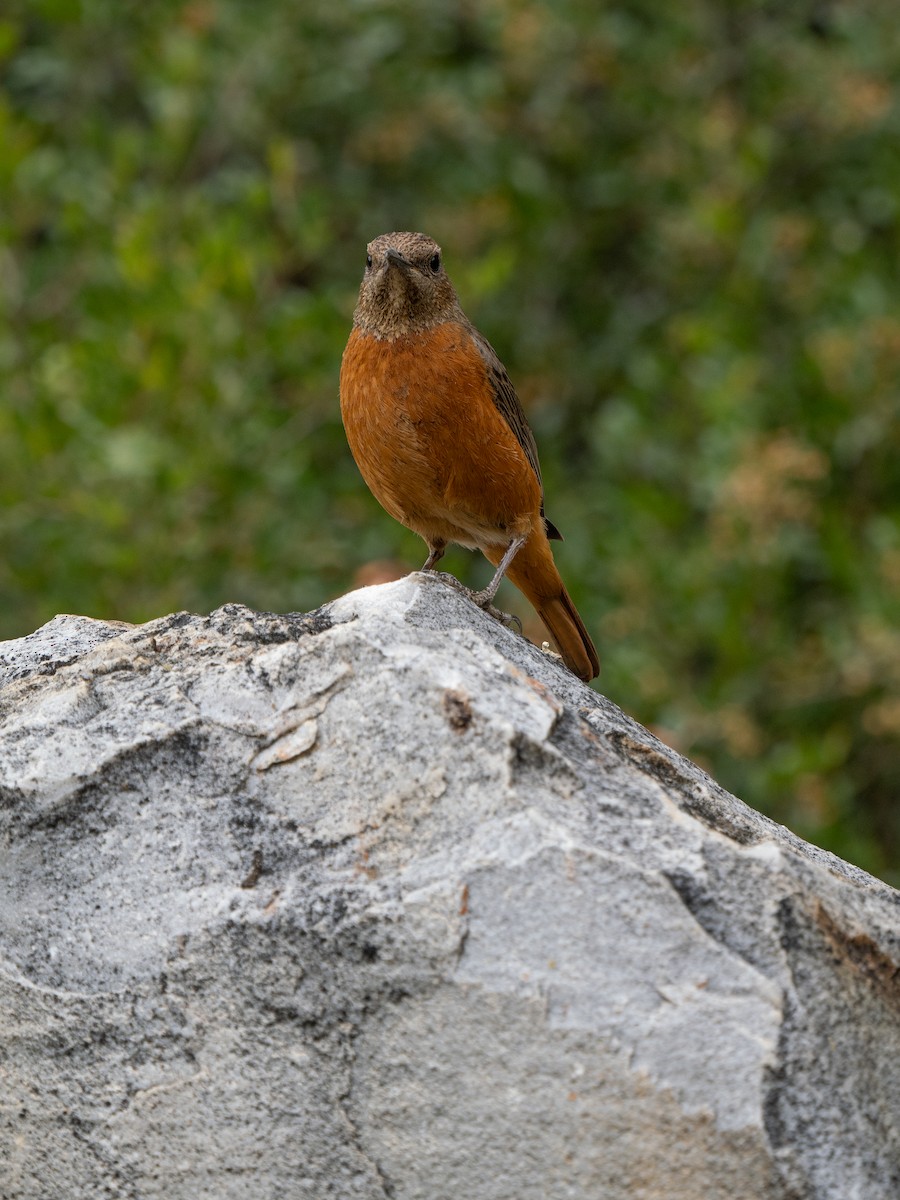 Южноафриканский каменный дрозд - ML646449779