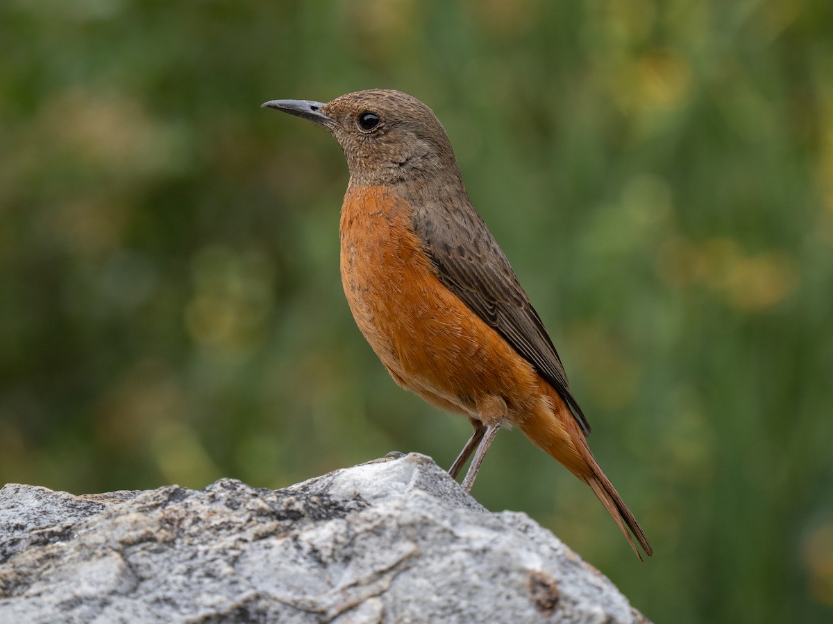 Южноафриканский каменный дрозд - ML646449780