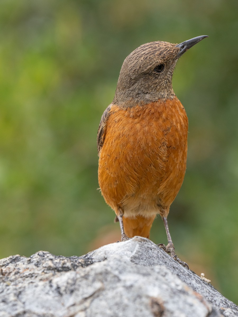 Cape Rock-Thrush - ML646449784