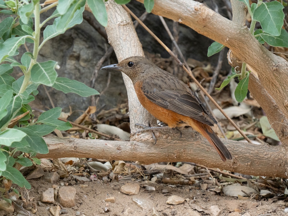 Cape Rock-Thrush - ML646449785