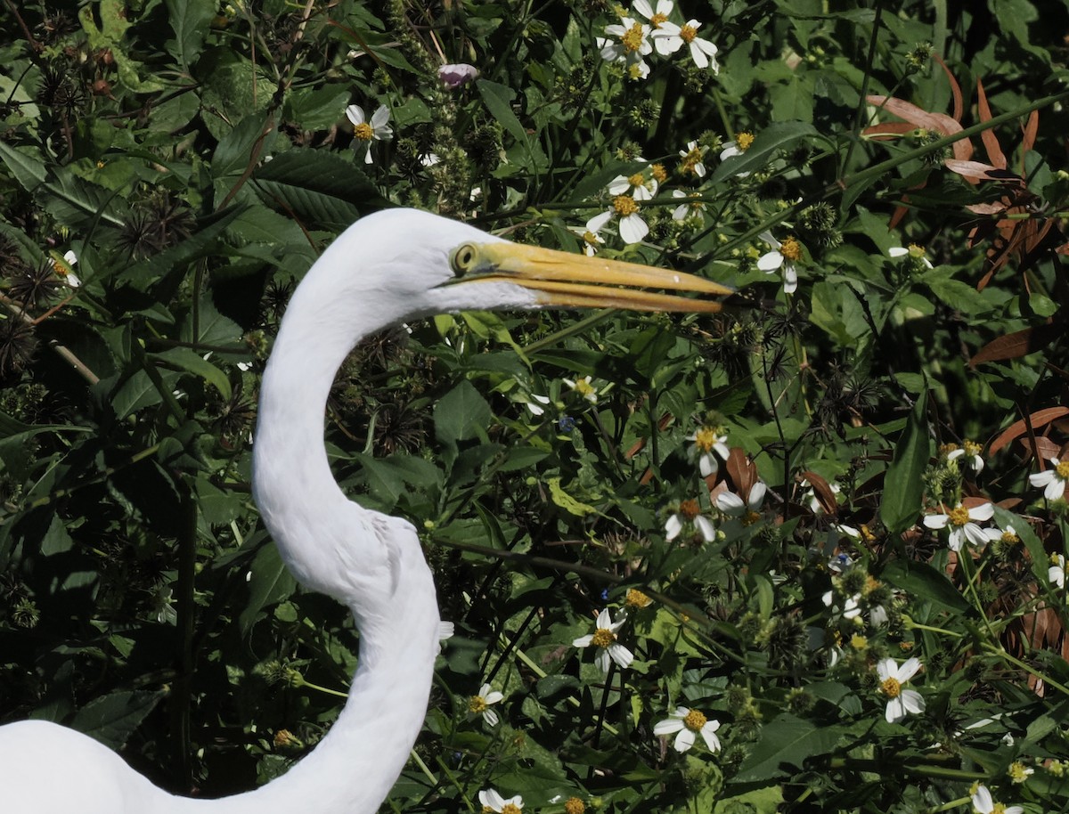 Great Egret - ML646449786