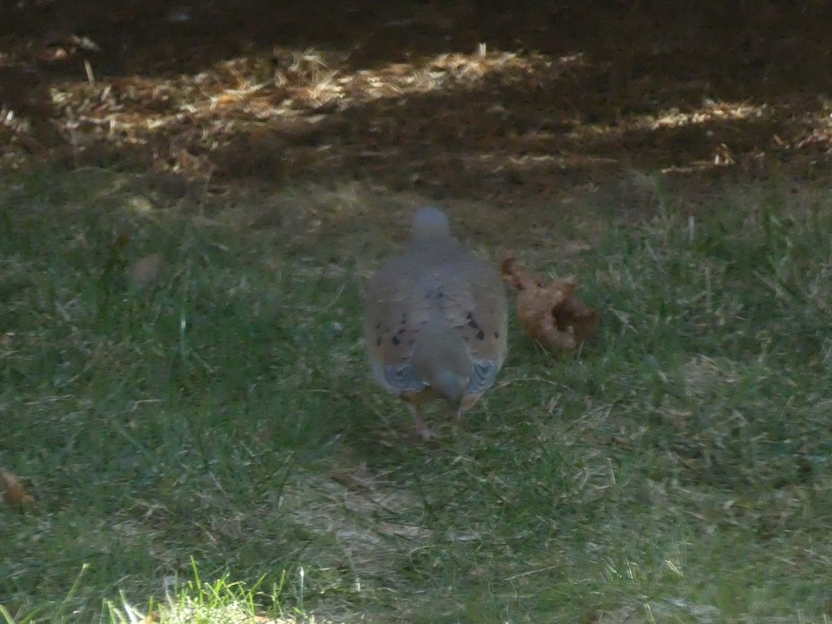 Mourning Dove - ML646449787