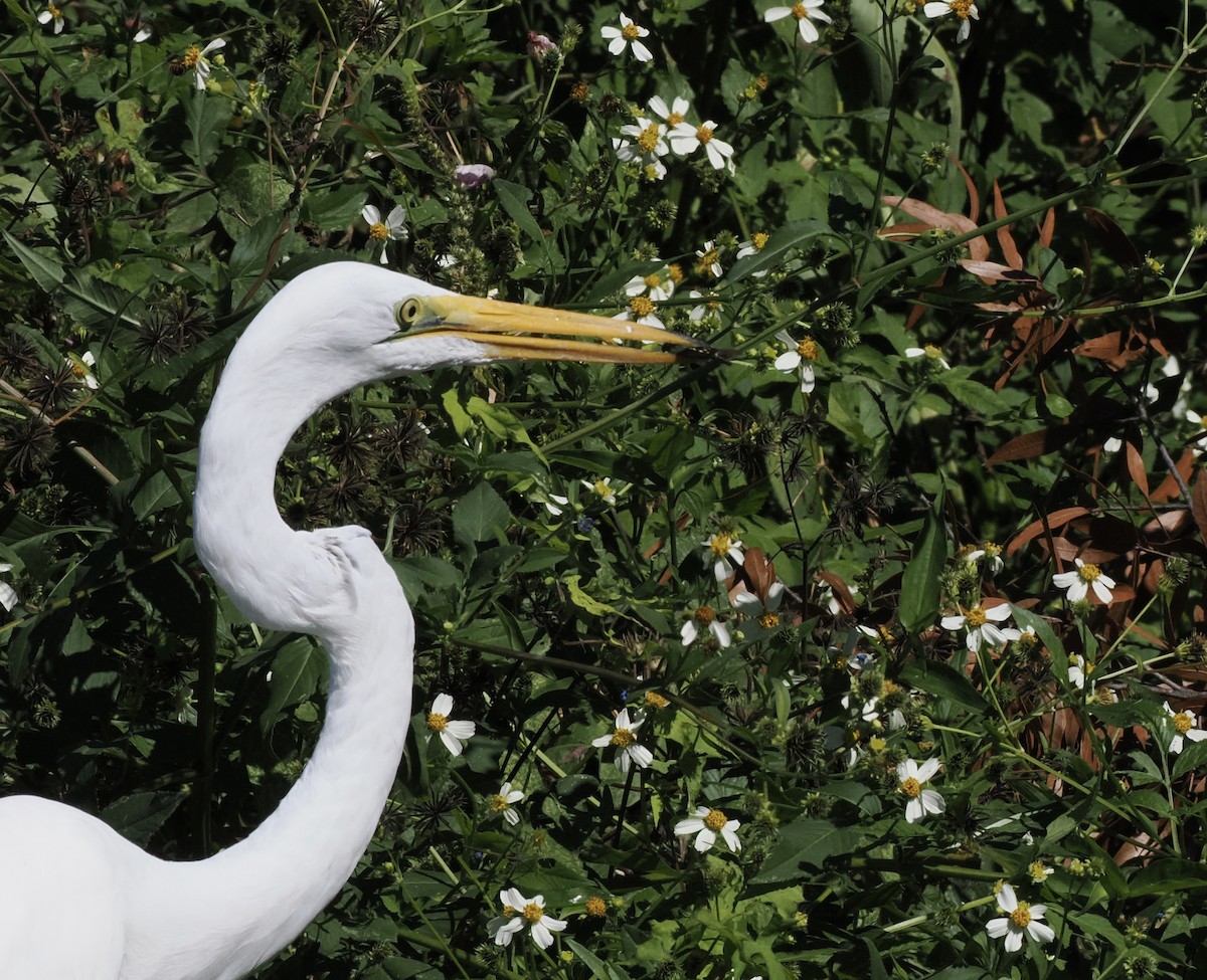 Great Egret - ML646449788