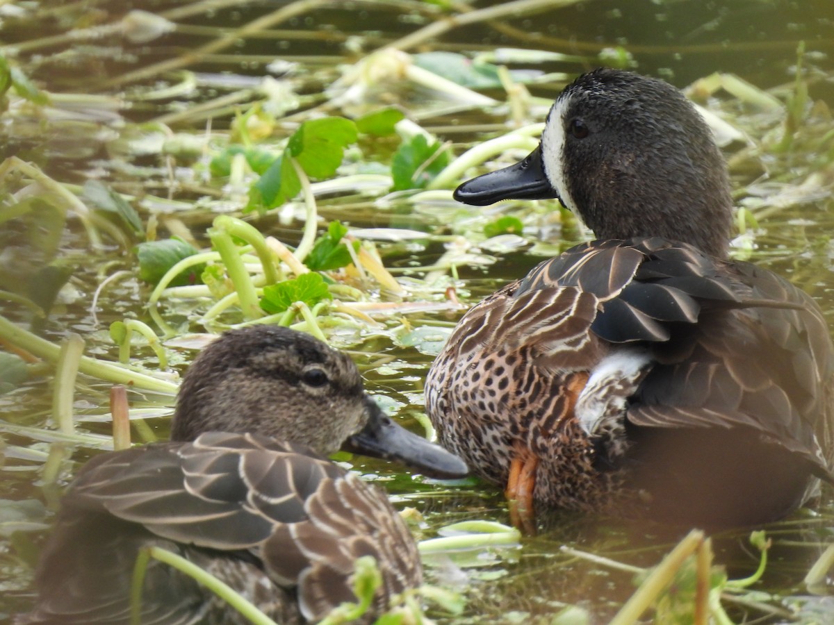 Blue-winged Teal - ML646449789