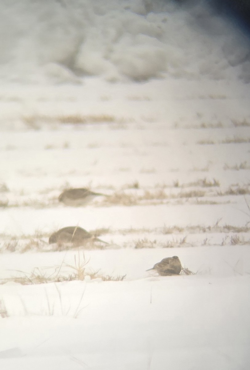Chestnut-collared Longspur - ML646449790
