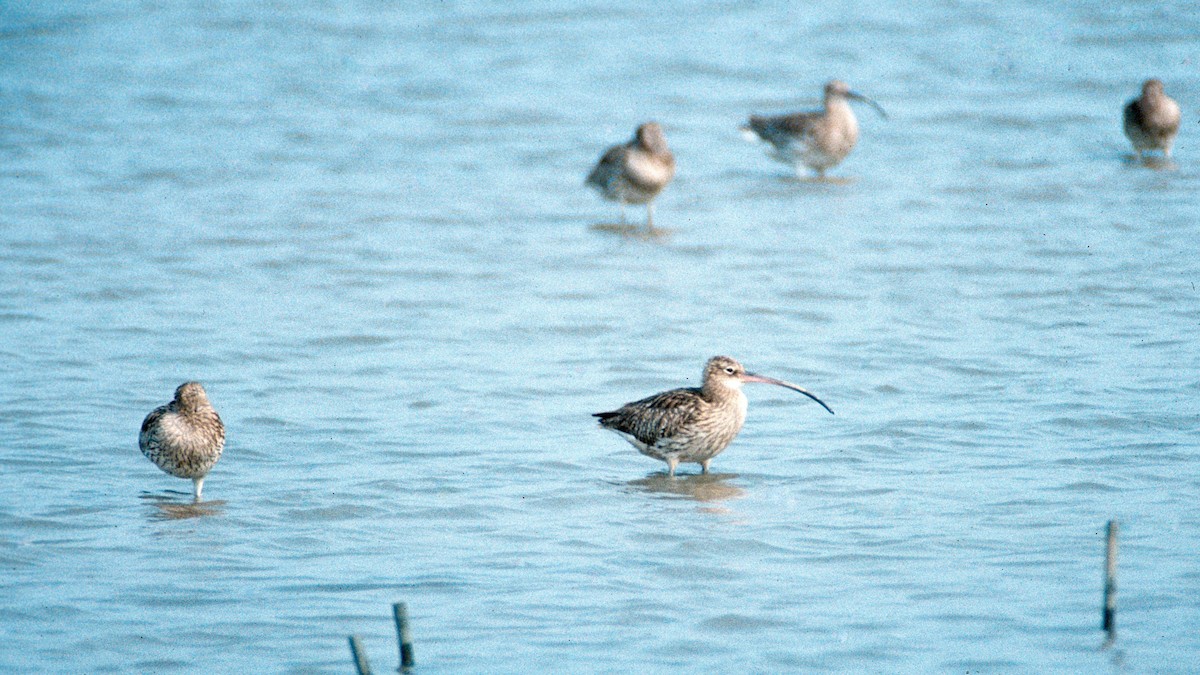 חרמשון גדול - ML646449791