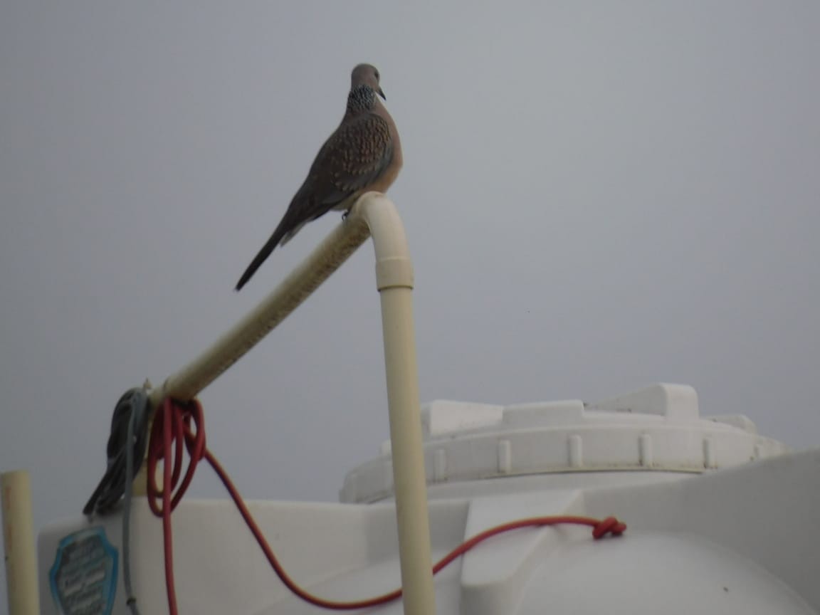 Spotted Dove - ML646449794