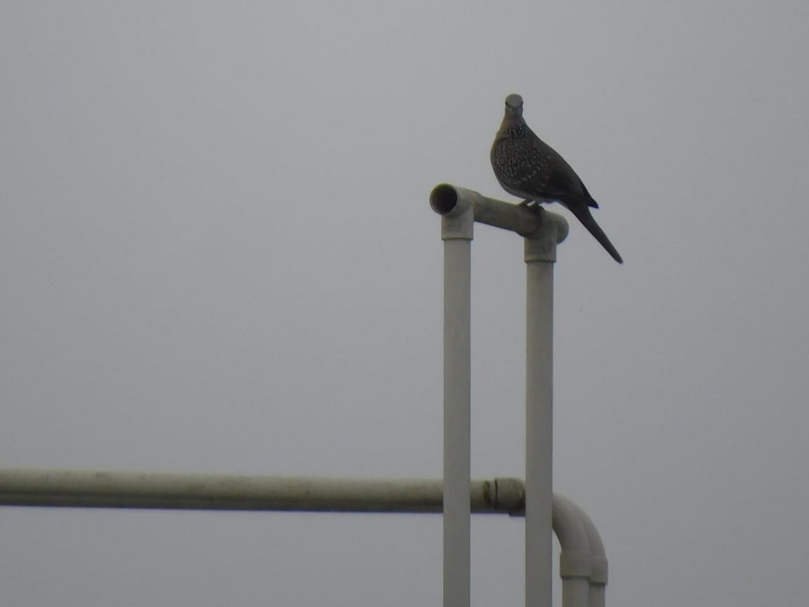 珠頸斑鳩 - ML646449795