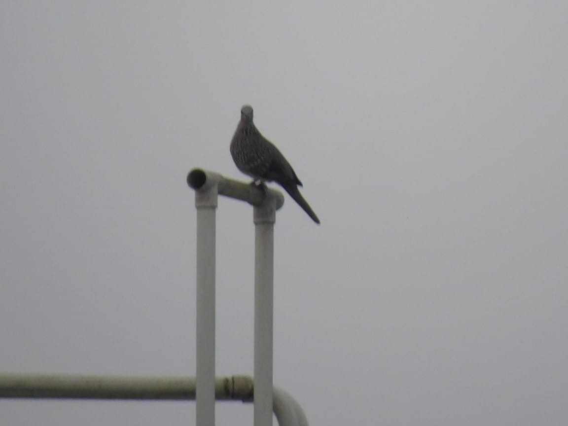 珠頸斑鳩 - ML646449796