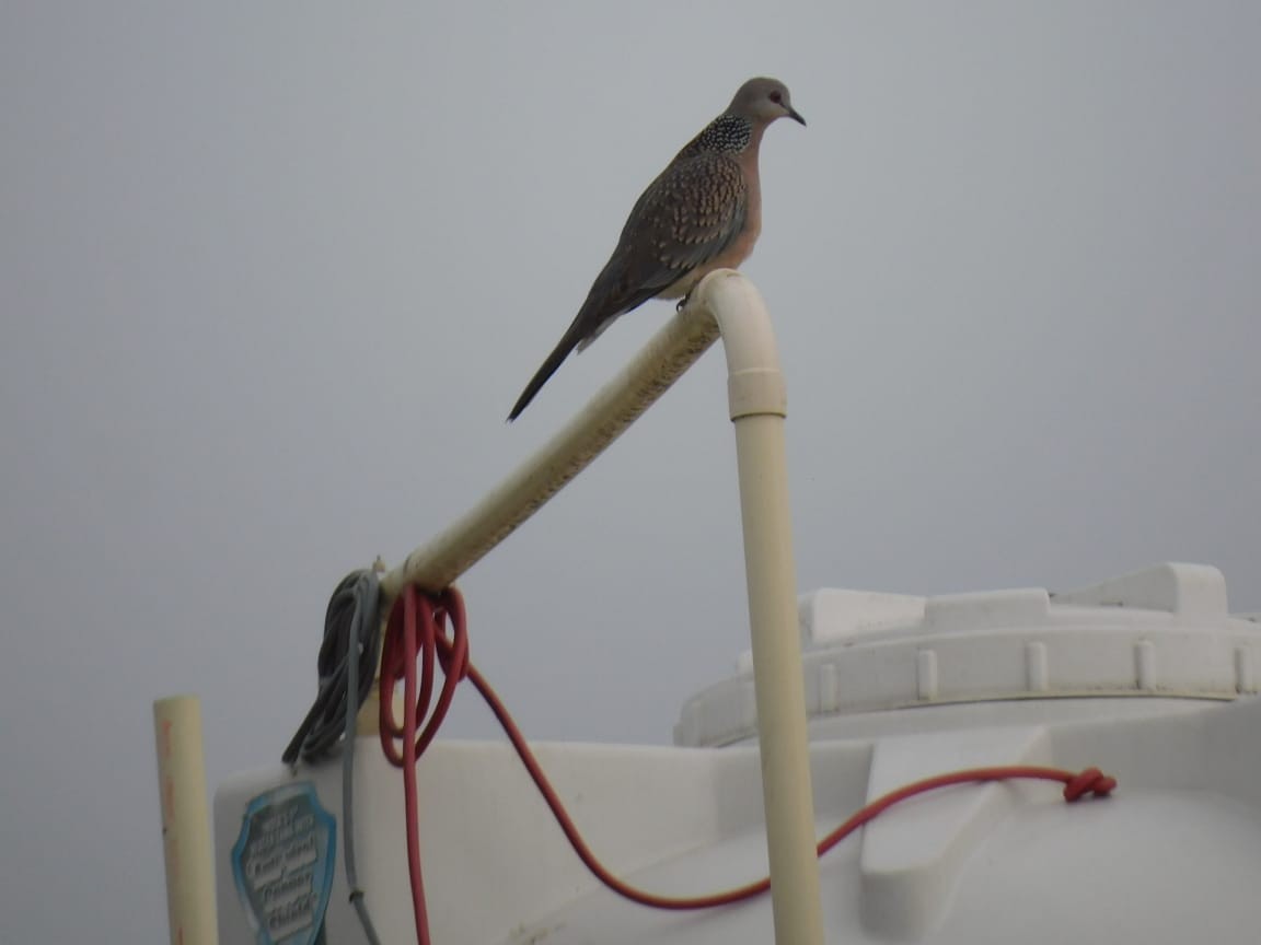 Spotted Dove - ML646449797